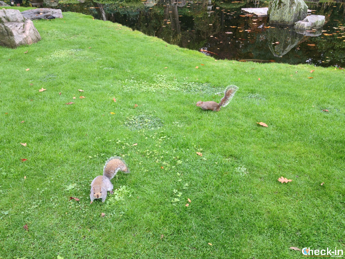 Parchi di Londra: scoiattoli immortalati a Holland Park