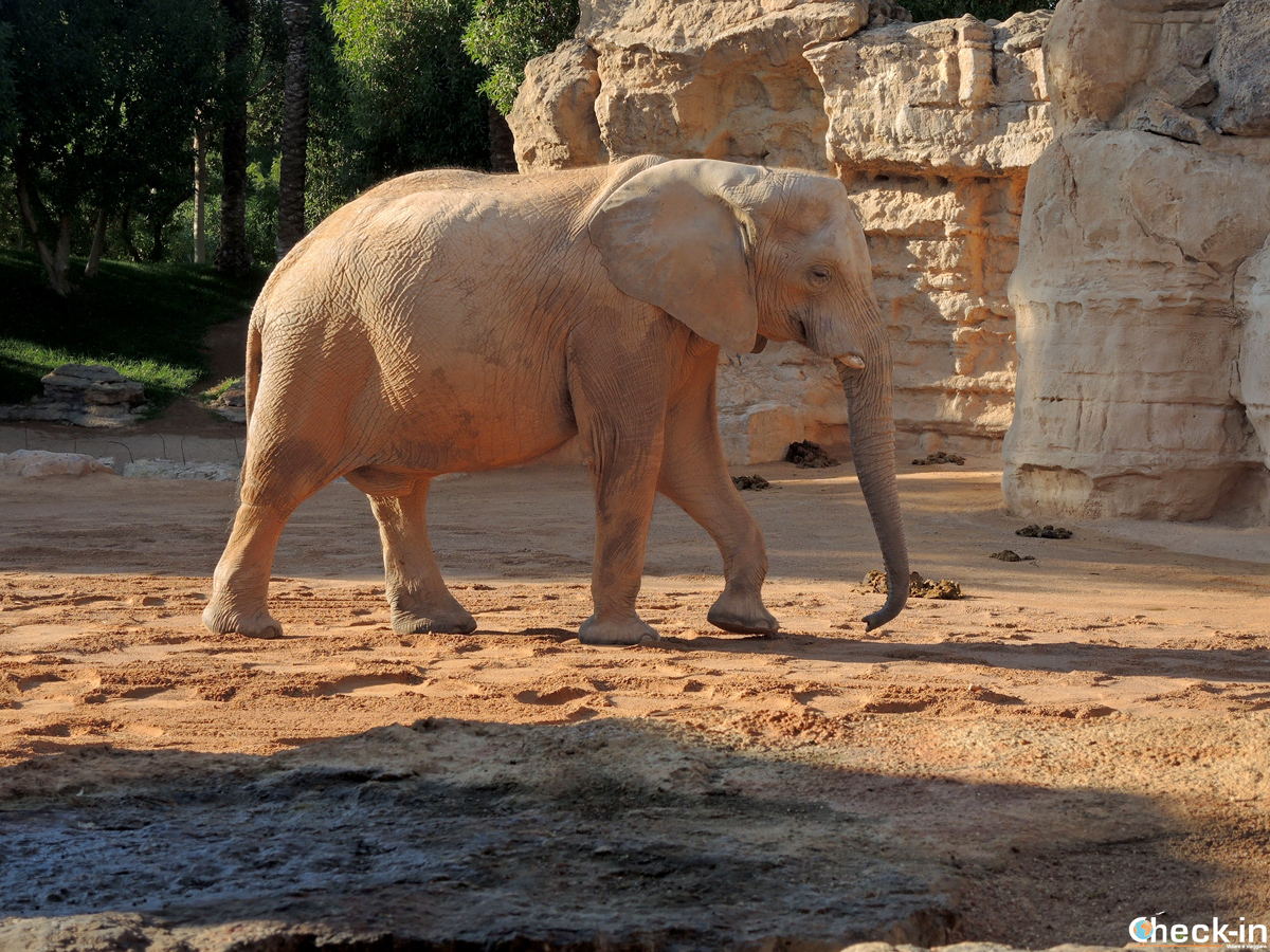 A due passi dall'elefante all'interno del Bioparc di Valencia, attrazione per tutta la famiglia