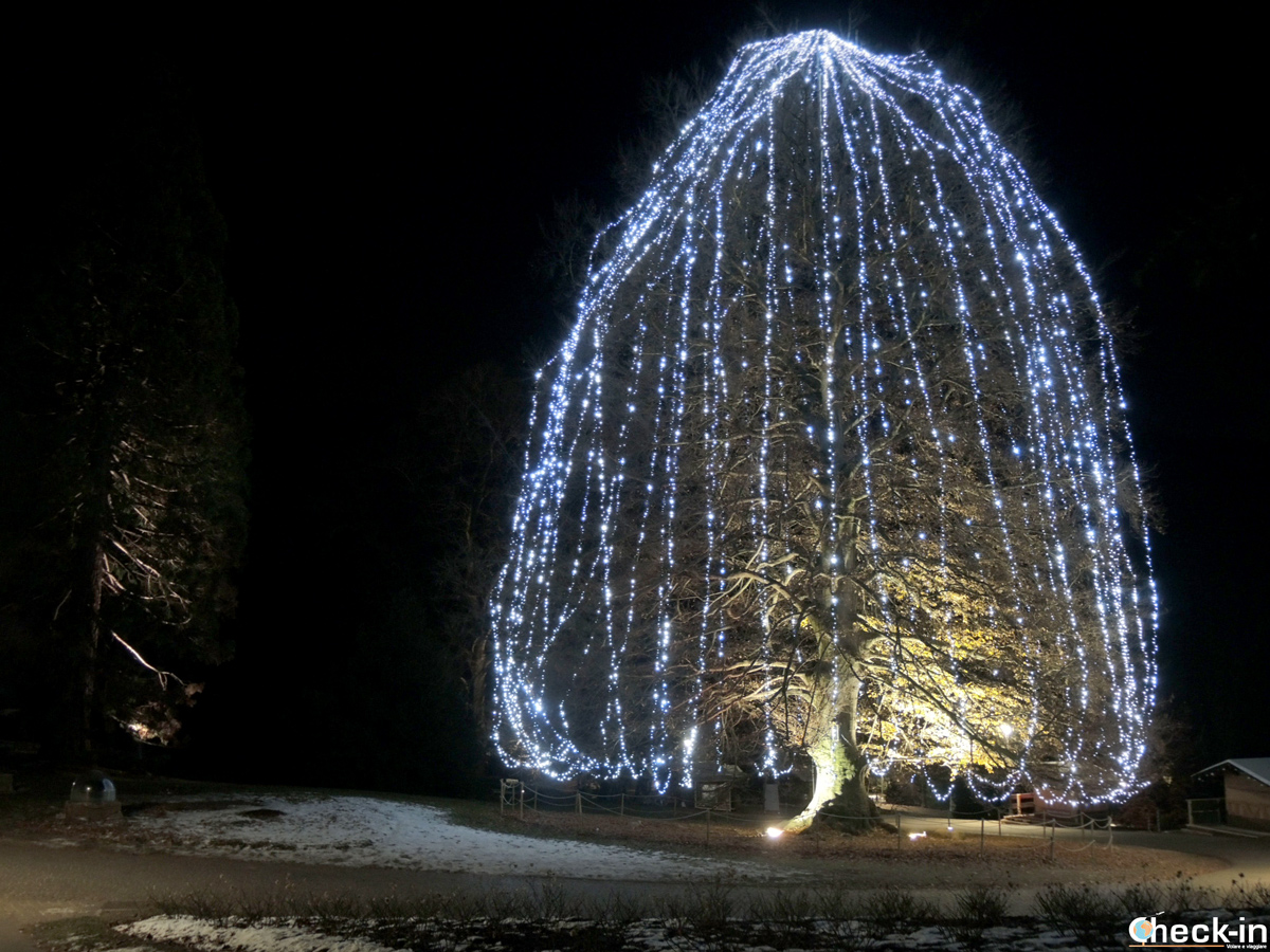 L'albero di Natale nel Parco secolare degli Asburgo a Levico Terme