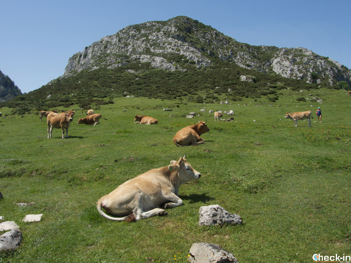 Le vacche che "popolano" i Picos de Europa