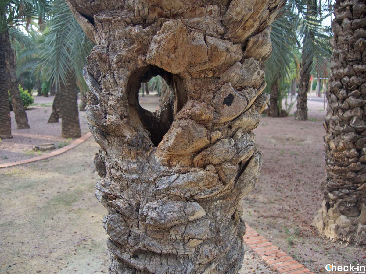 La palma "forata" nei pressi del centro storico di Elche (Spagna meridionale)