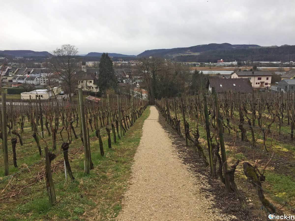 Produzione vinicola a Klingnau | Cantone dell'Argovia, Svizzera