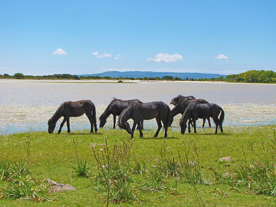 Fauna endemica sarda: cavallini della Giara di Gesturi