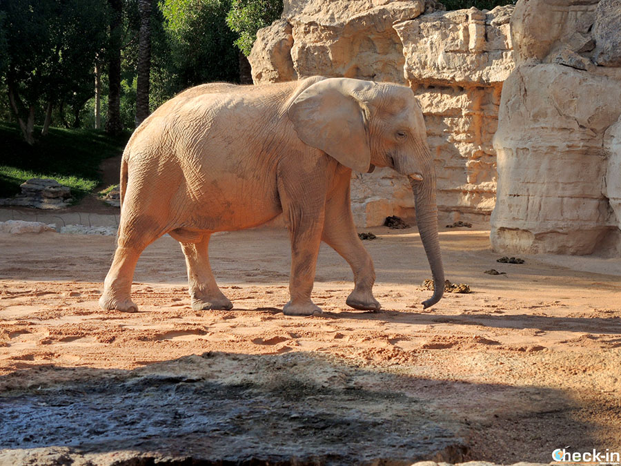 Elefante en el Bioparc de Valencia - Informaciones sobre la visita