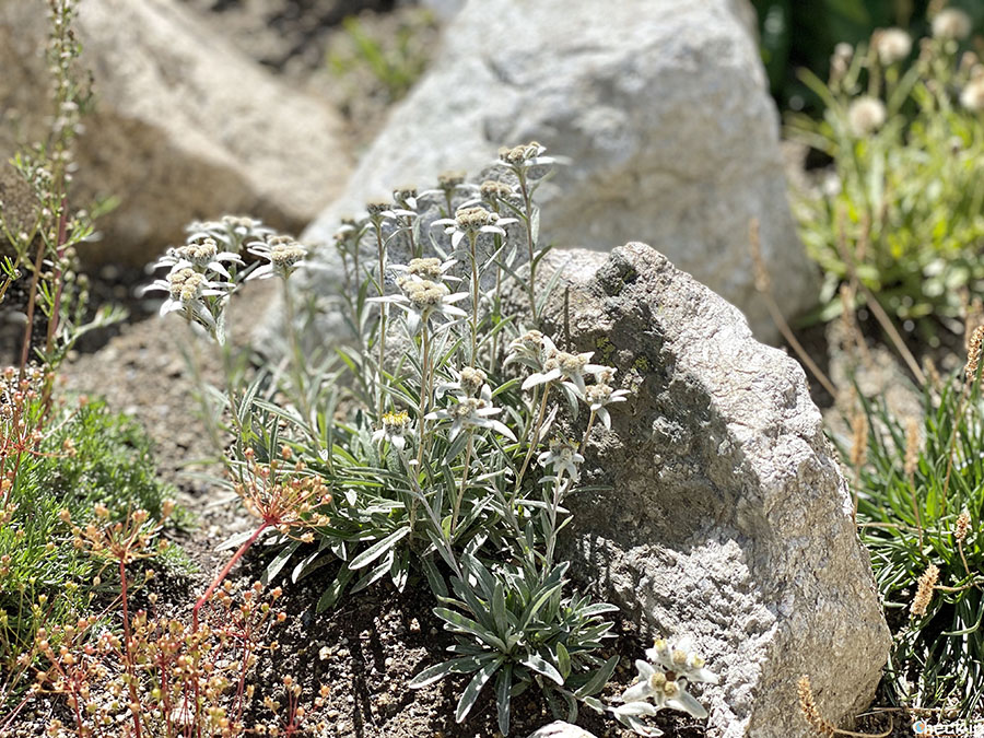 Edelweiss in the Botanical Garden at Skyway Mont Blanc cableway station