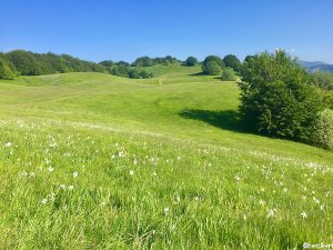 Quando e dove ammirare la fioritura dei narcisi in Liguria: Pian della Cavalla (Fascia) a metà maggio