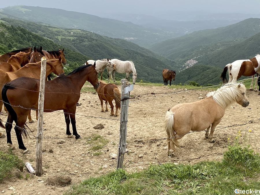 Cavalli al pascolo sull'Appennino Ligure, sullo spartiacque tra i monti Chiappo e Ebro