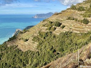 Terrazzamenti e vigneti per produzione vino Sciacchetrà - Trekking tra Corniglia e Volastra