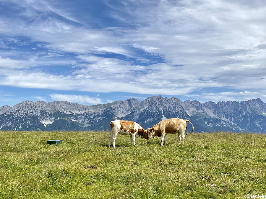 Sentiero panoramico tra i monti Hartkaiser e Brandstadl - Wilder Kaiser, Tirolo