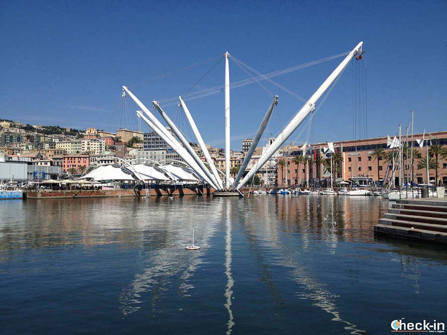 Biglietto cumulativo per l'Acquario di Genova (ingresso salta fila) e ascensore panoramico