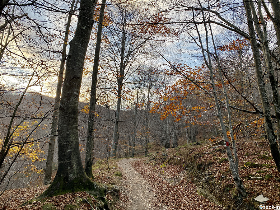 Sentiero dell'Alta Via dei Monti Liguri tra Barbagelata e Passo della Scoglina