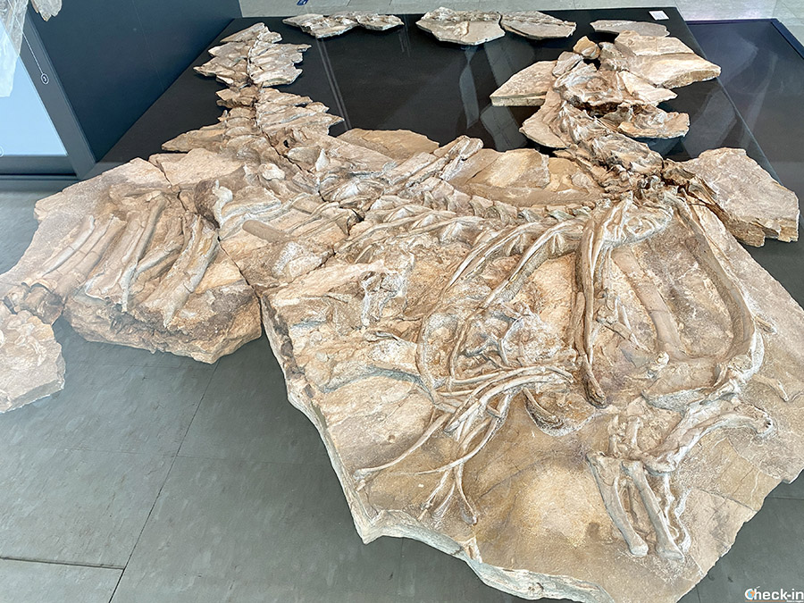 Fossile integro di dinosauro Concavenator - Museo Paleontológico di Cuenca (Spagna centrale)