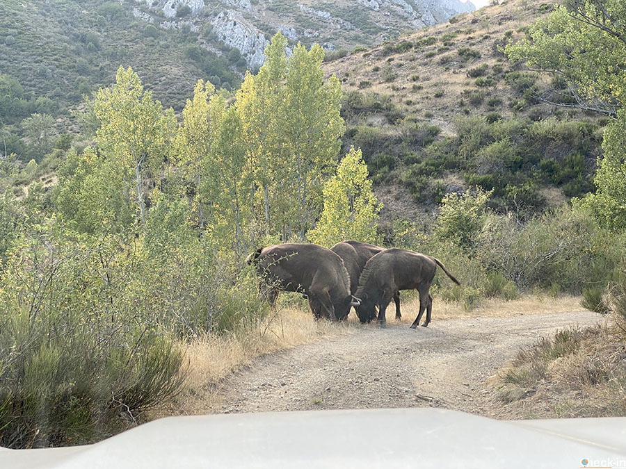 Safari a Riaño con "Sendas de Arnua" ed avvistamento bisonti