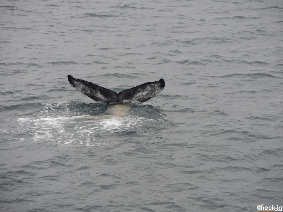Crociera nella baia di Reykjavík per ammirare da vicino le balena