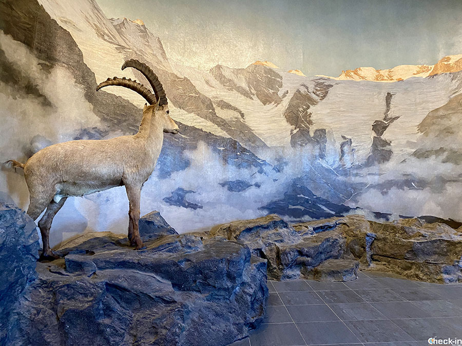 Parco del Gran Paradiso - Museo Nazionale della Montagna di Torino