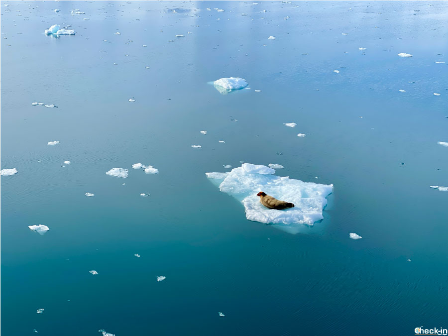 Avvistamento animali artici con la crociera Hurtigruten Svalbard