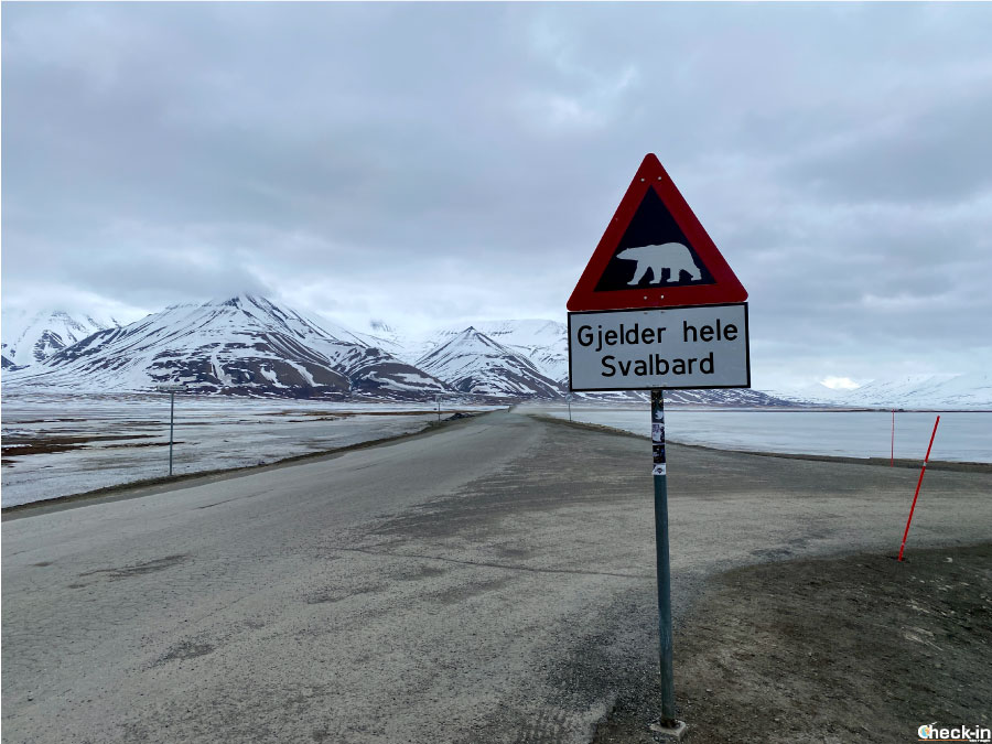Cartelli stradali di avviso pericolo orso polare a Longyearbyen (Svalbard)