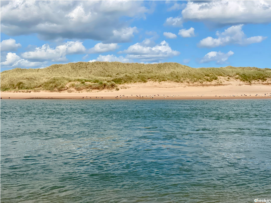 Newburgh beach (Aberdeenshire), la spiaggia delle foche in Scozia