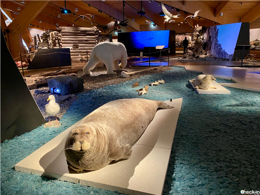Luoghi di interesse a Longyearbyen: il Museo delle Svalbard