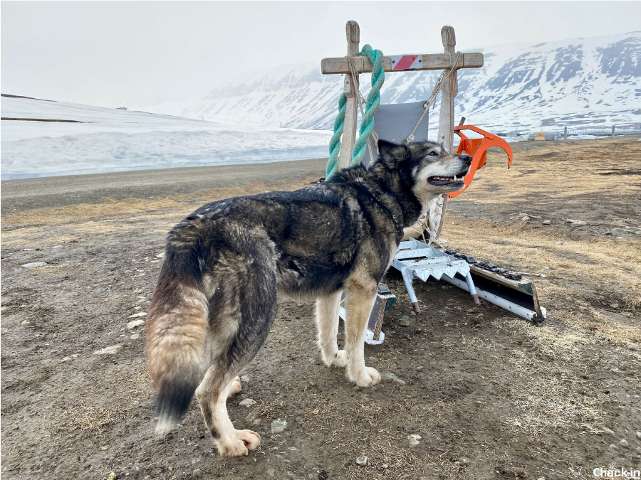 Husky a Camp Barentz, allevamento ed escursioni in slitta per turisti