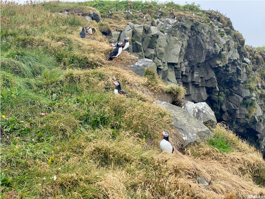 Tour dell'Islanda meridionale ed avvistamento delle pulcinelle di mare (puffin)