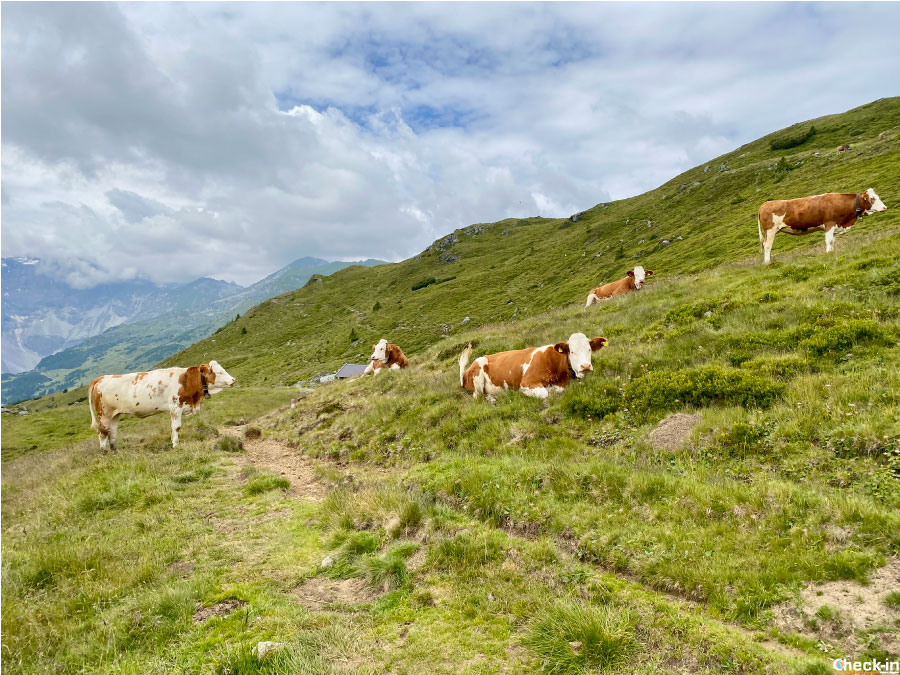 Mucche al pascolo sui sentieri ad alta quota della Wipptal (Tirolo austriaco)