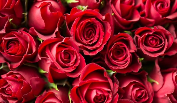 Mazzo di rose rosse fresche con consegna in giornata