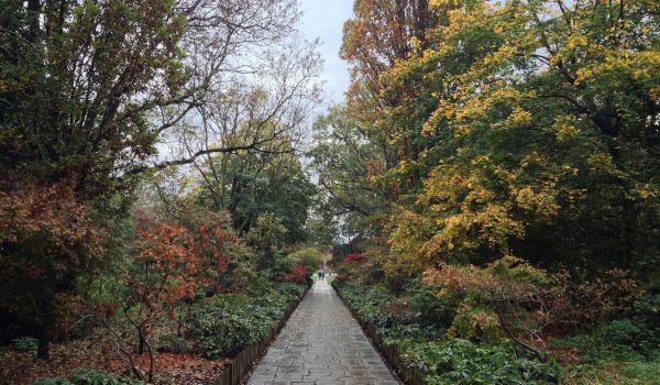 I parchi di Londra: l'Azalea Walk in Holland Park