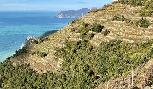 Terrazzamenti e vigneti per produzione vino Sciacchetrà - Trekking tra Corniglia e Volastra